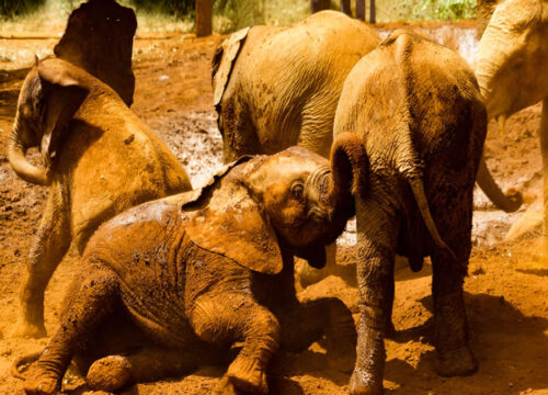 3 Days Tsavo East-Taita Hills