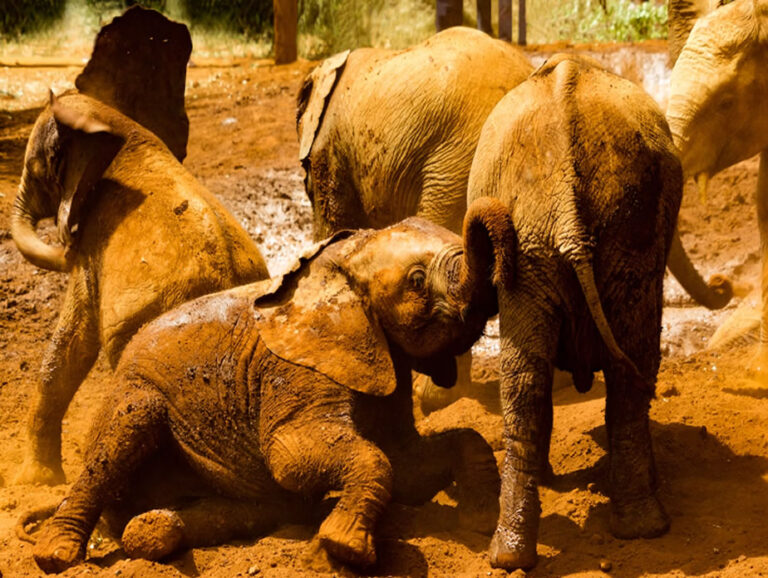 Nairobi National Park and the animal Orphanage_1