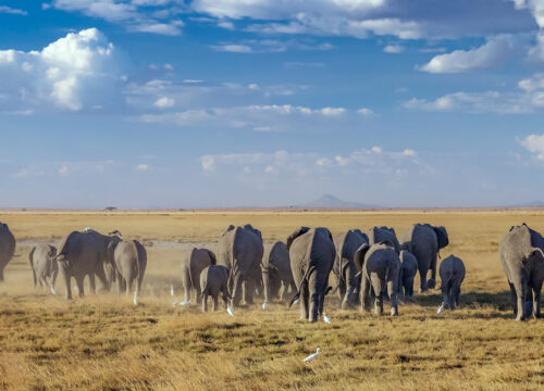 3 Days Tsavo East-Saltlick-Amboseli.