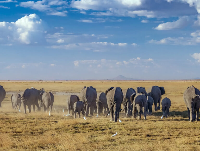 4 Days Nairobi Safari - Amboseli National Park and Masai1