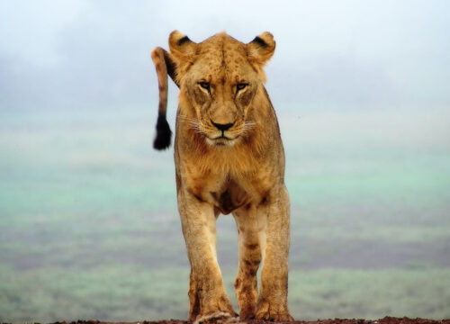 4 Days Tsavo East-Amboseli-Tsavo West