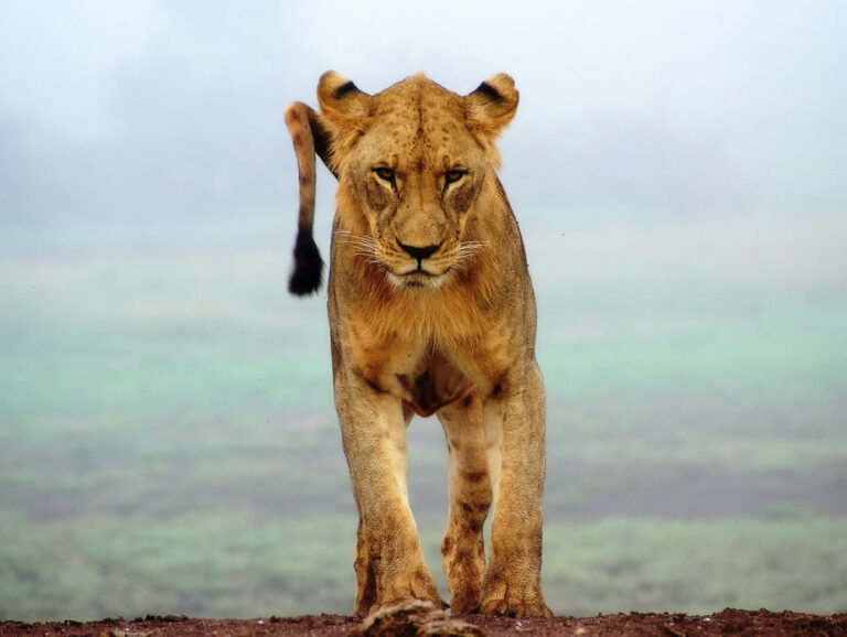 4 Days Tsavo West, Amboseli and Tsavo East Safari from Mombasa at a glance_