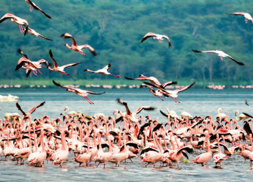 2 Days 1night Lake Nakuru