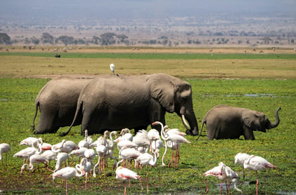 3 Days Saltlick-Amboseli