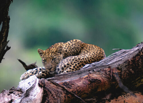 6 Days Amboseli, lake Nakuru and Masai Mara