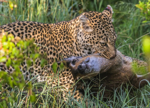 4 Days Masai Mara Air Safari from Nairobi