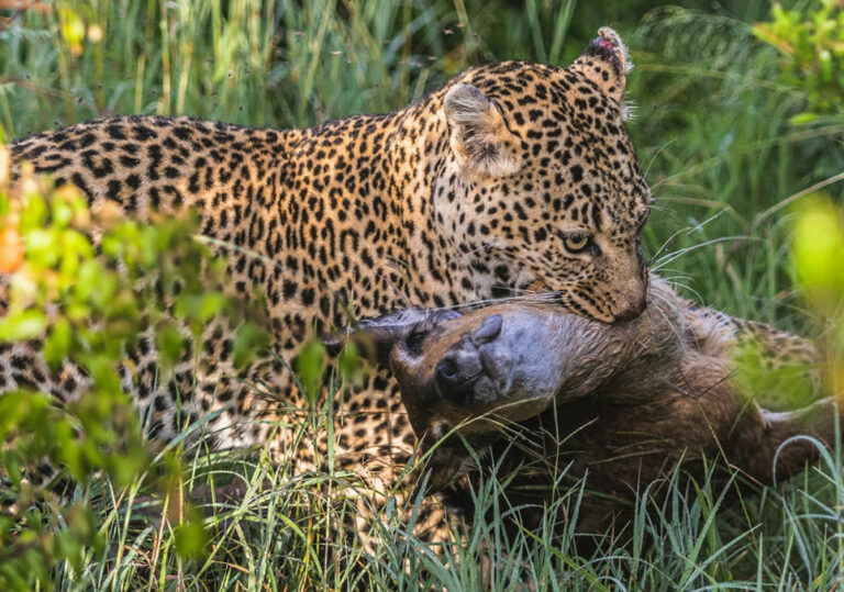 5-days-aberdares-maasai-mara-lake-nakuru2