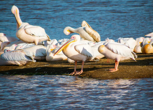 4 Days Lake Nakuru and Masai Mara Safari