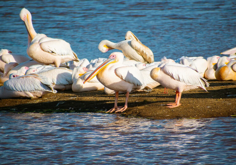5-days-aberdares-maasai-mara-lake-nakuru3