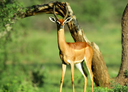 7 Days days Masai Mara, Lake Nakuru,Amboseli,Tsavo west and East safari