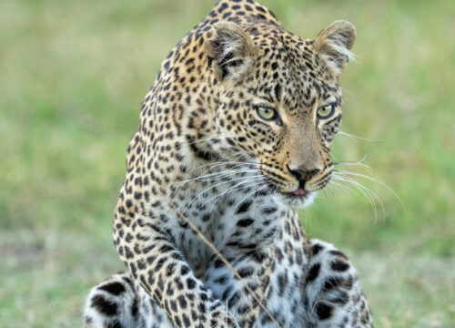 3 Days  Amboseli National Park