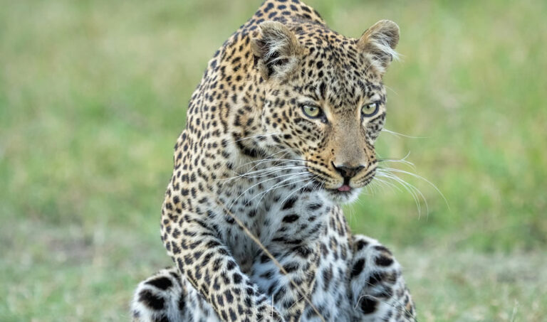 8 days-Amboseli-samburu-maasai-mara1