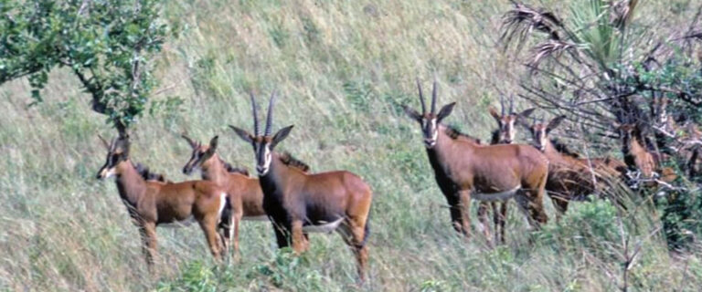 shimba hills2