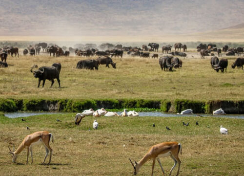 6 Days Tanzania Dream (L.Manyara, Serengeti, Ngorongoro